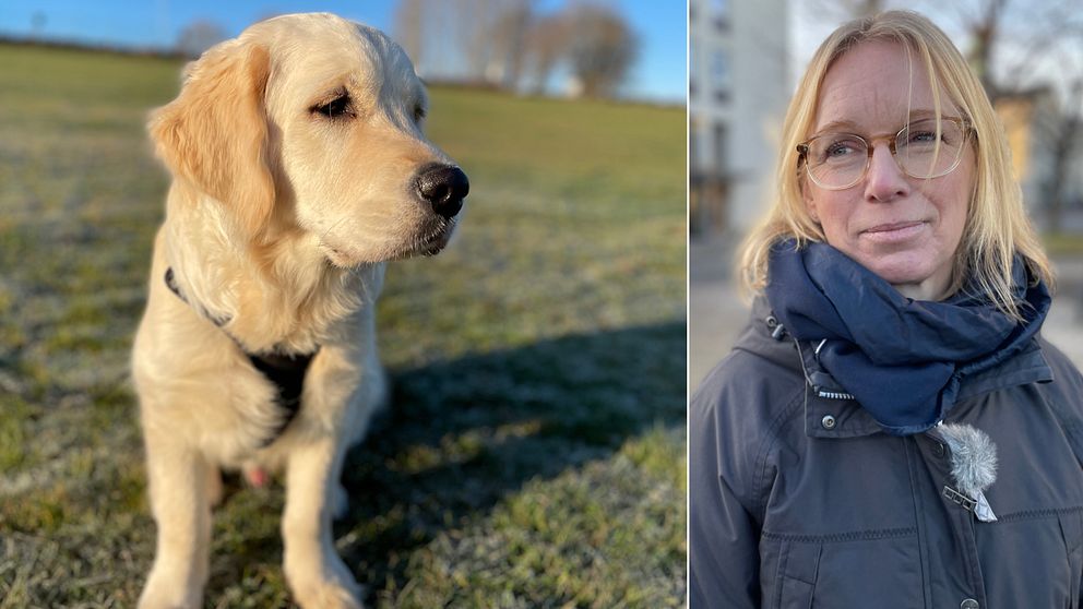 En delad bild med två sektioner. Den vänstra sektionen visar en golden retriever som står på en grön gräsmatta med en klar blå himmel i bakgrunden. Den högra sektionen visar en person som står utomhus iförd en mörk jacka och en scarf.