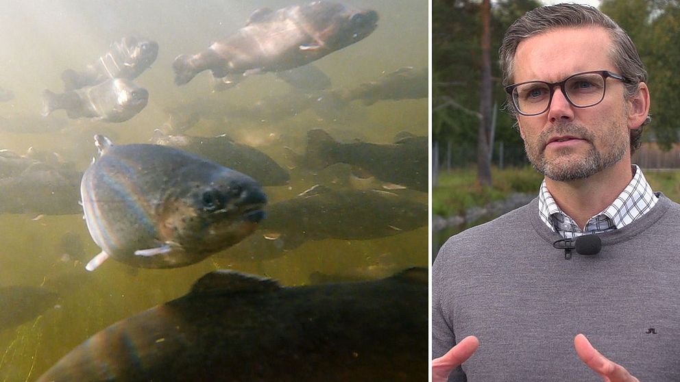 Till vänster är en bild på fisksorten regnbåge under vatten. Till höger en bild på en man med kort hår, lite skägg, glasögon och en grå tröja.
