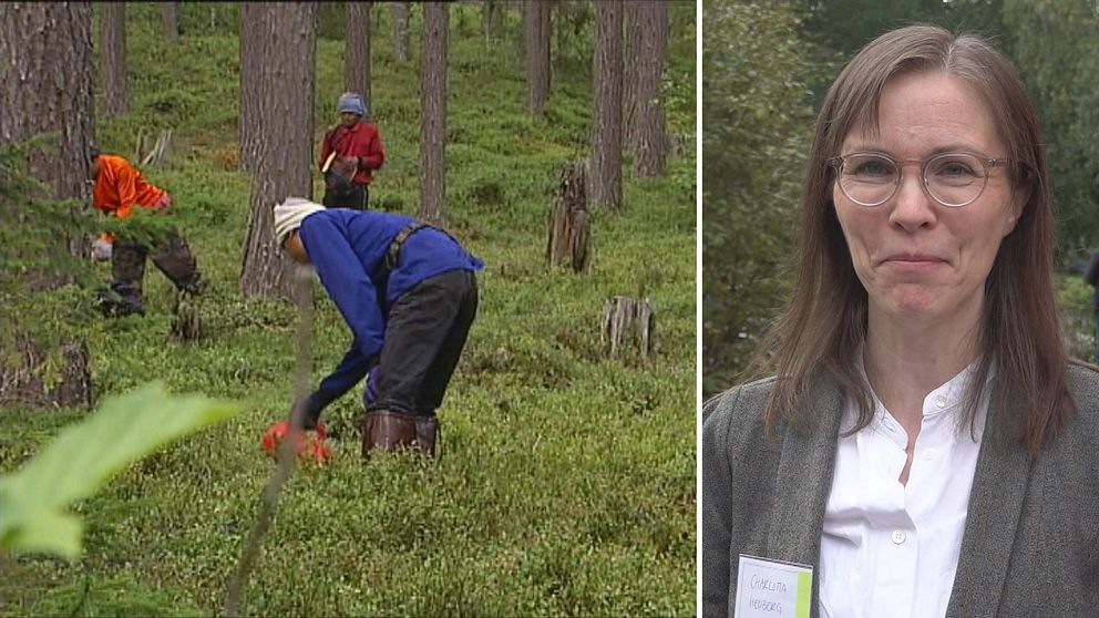 Charlotta Hedberg är professor i kulturgeografi på Umeå universitet och bärplockare