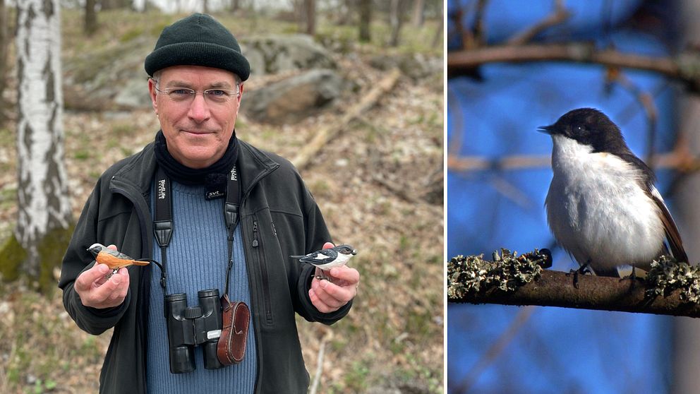 Jourhavande biolog Didrik Vanhoenacker håller upp rödstjärt och flugsnappare gjorda av trä – och till höger en svartvit flugsnappare som sitter på en gren.