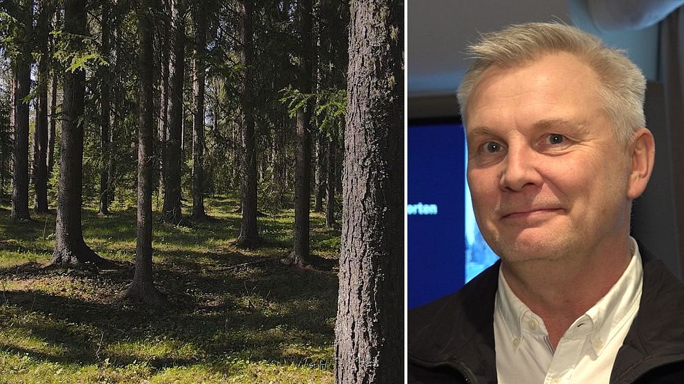 Delad bild: Till vänster syns en tät skog med höga träd och solbelysta gläntor. Till höger Mikael Sillerström i vit skjorta och svart kavaj.