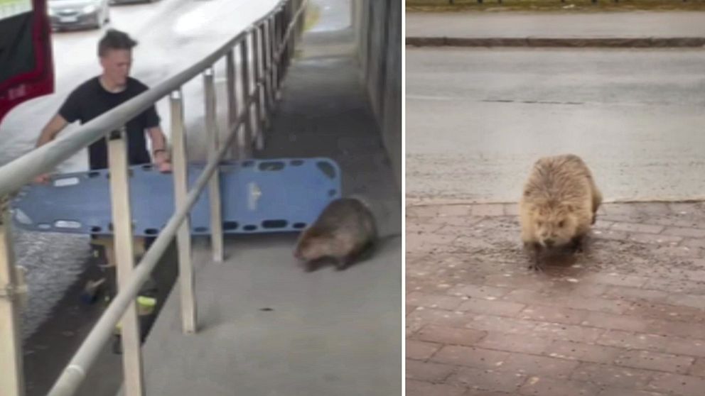 Tvådelad bild. Vänster: Person från räddningstjänsten går med en bår och försöker mata bort en bäver. Höger: Bäver går på trottoar.