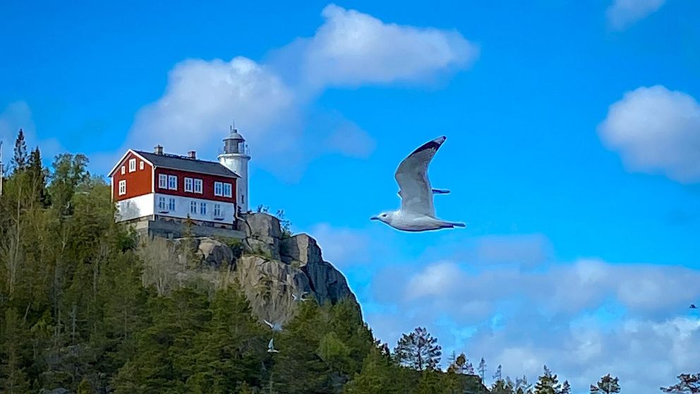 Högbonden i Höga Kusten i förgrunden en fiskmås som flyger förbi