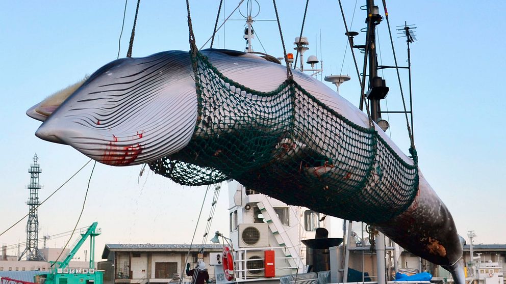 Fritt fram att fiska fenvalar i Japan