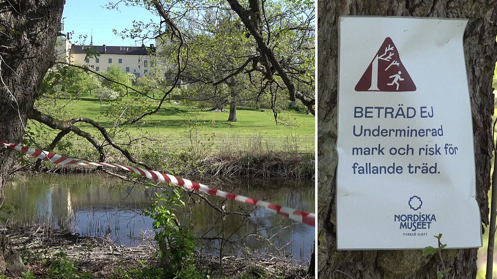 Platsen där bävrarna tidigare hade sitt hem vid Tyresö slott och bild på skylten som varnar besökare för riskerna på platsen.