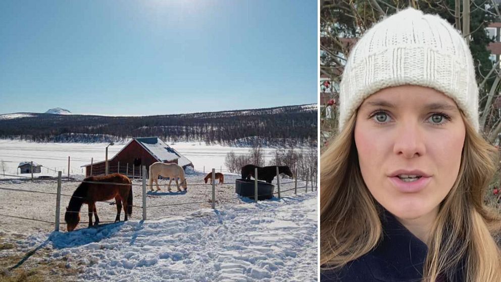 Tora Tomasdottir och hästar i en hage.