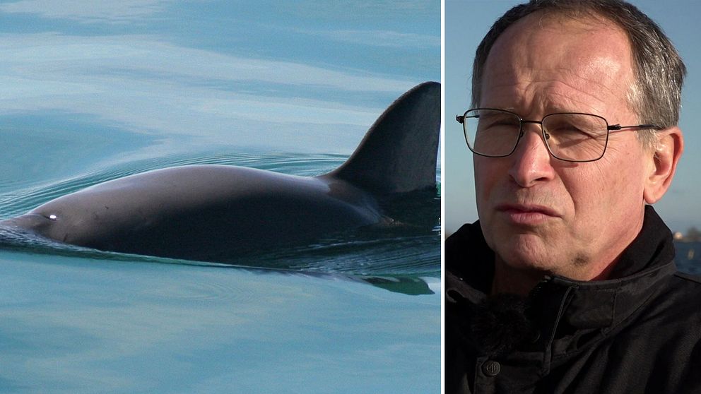 Tumlare samt Ulf Lindahl, marinbiolog vid Länsstyrelsen Blekinge.