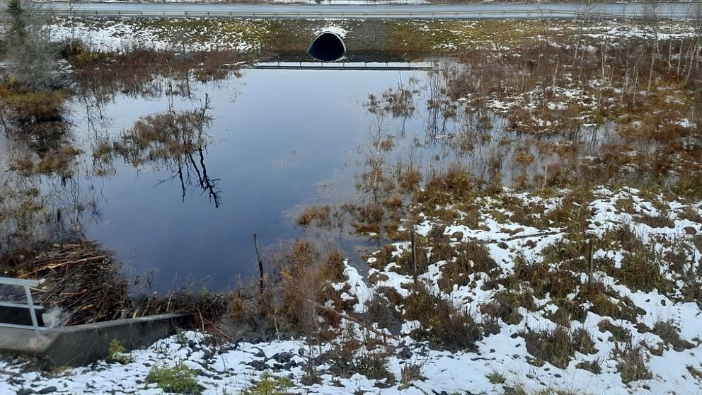 En bäverdamm mellan en väg och en banvall. Vattnet går ända mot banvallen.