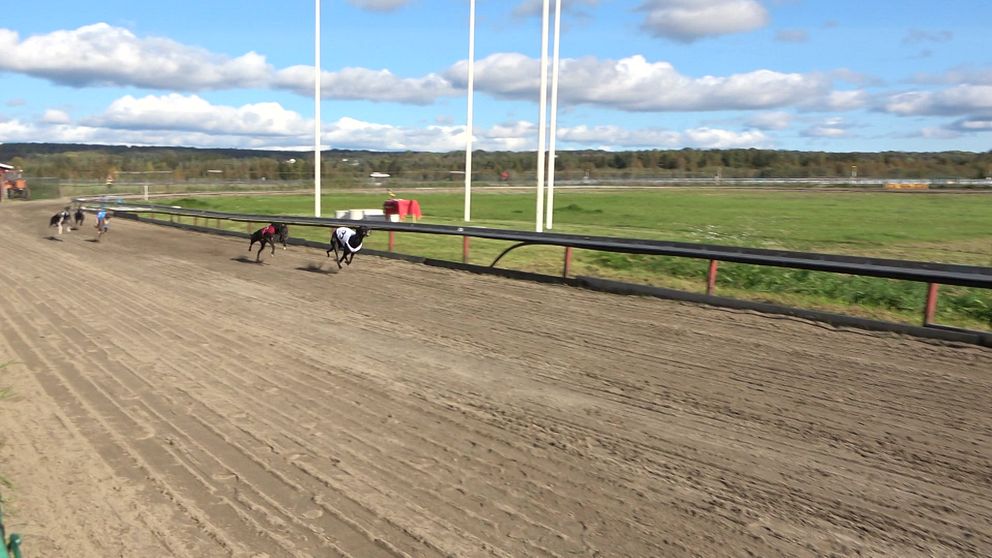 Greyhounds springer på en hundkapplöpningsbana i Midland