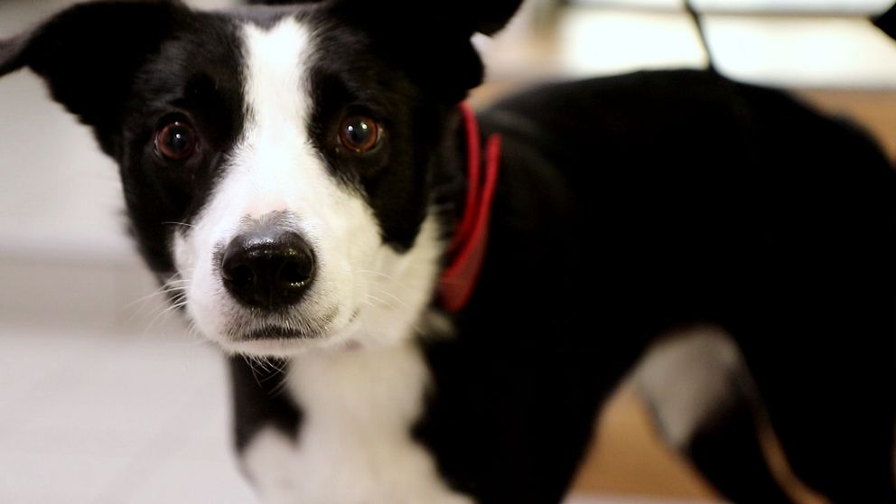 En svart och vit hund med stora bruna ögon. Hunden står på ett ljusare golv och tittar in i kameran.
