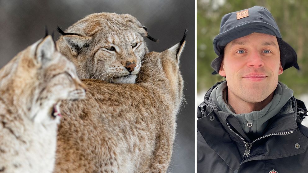 Delad bild. Till vänster tre lodjur. Till höger Martin Bergwall, rovdjurshandläggare på länsstyrelsen i Jämtland