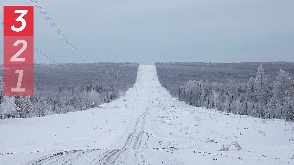 En lång elgata i skogsmiljö i Norrbotten.