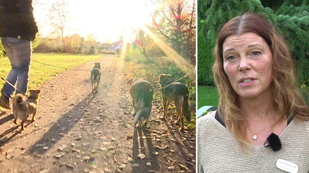 Hundar på promenad och kyrkogårdschefen Anna Hesselgren.