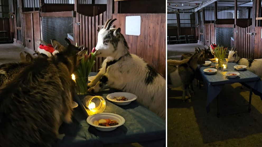 I en delad bild syns flera getter som står vid ett dukat bord i en stallmiljö. Till vänster är getter som närmar sig bordet där det finns flera maträtter och en ljuslykta. Till höger är en närbild av en get som äter från en vit tallrik med mat och det står en blomma i en vas på bordet. Kontexten ger en lekfull och mysig stämning.