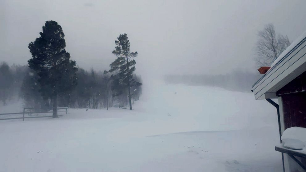 Stormen i Jäckvik, snö flyger omkring och träden svajar.