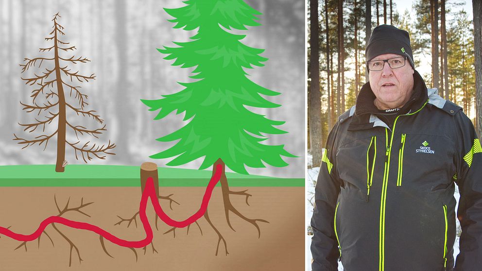 Dubbelsektion. Vänster: Illustration av träd och rötter. Höger: Person i vinterjacka i skogen.
