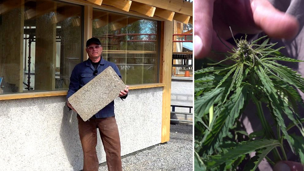 Delad bild. Till vänster: man håller byggskiva. Till höger: närbild av grön hampaväxt.