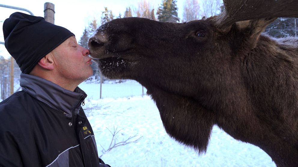 Man med älg