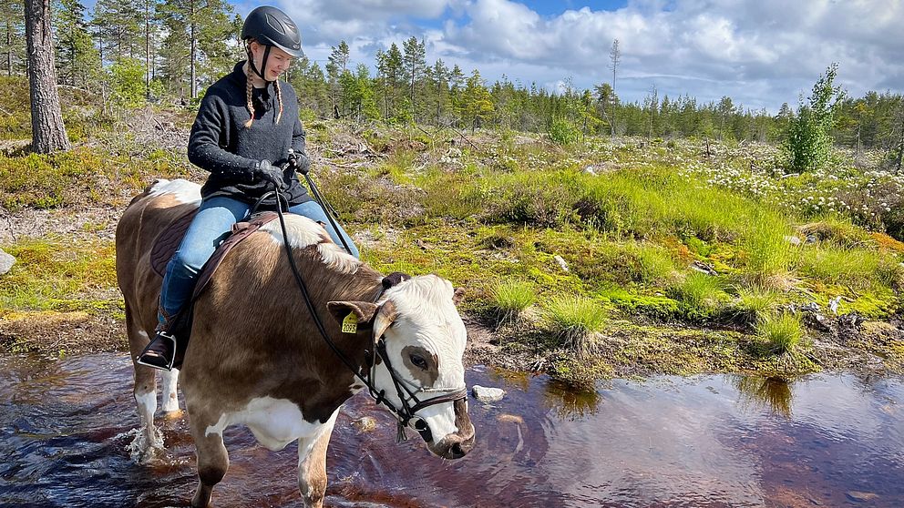 Maria Gröndahl rider på sin oxe Dudu.