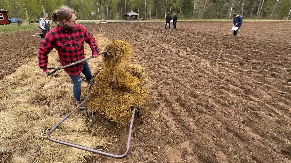 Kvinna lägger halm över nysatt potatis.