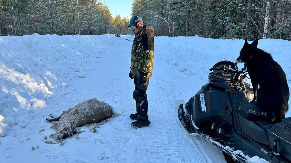 En person klädd i vinterutrustning står på en snötäckt väg och tittar på en död ren. Bredvid personen står en snöskoter med en svart hund sittande på den, omgiven av snöklädda skogar.