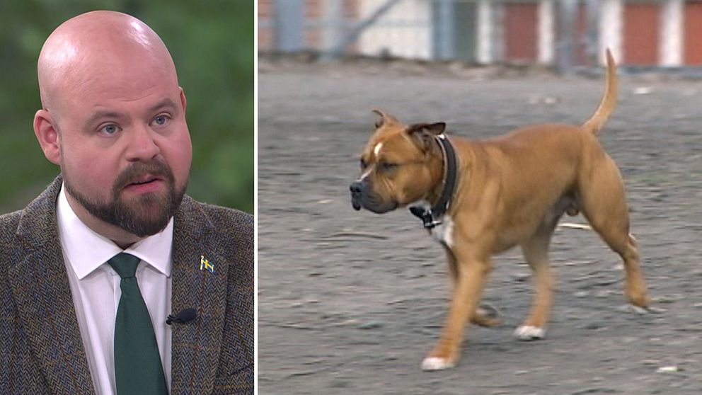 Landsbygsministern i en tv-studio till vänster och en hund till höger