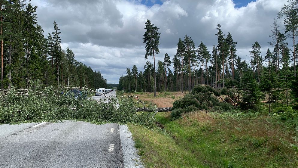 Träd som fallit över riksväg 50