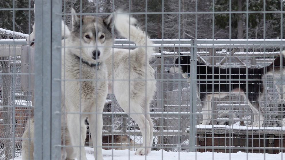 En hundgård. Flera hundar i olika färger och storlekar, som befinner sig på snöig mark. En grå-vit hund står i förgrunden, medan en svart hund syns i bakgrunden, alla inhägnade av ett metallgaller.
