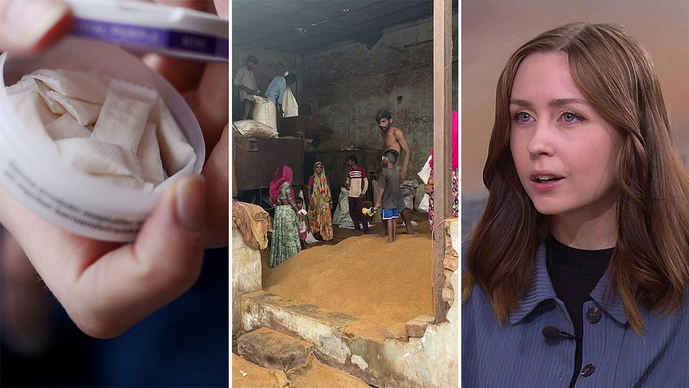 Tredelad bild. Till vänster vitt snus i en dosa. I mitten en bild från besök vid tobaksfält i Indien där människor står vid tobaksdamm, till höger P3 Nyheters reporter Matilda Skarehag som intervjuas i en studio.