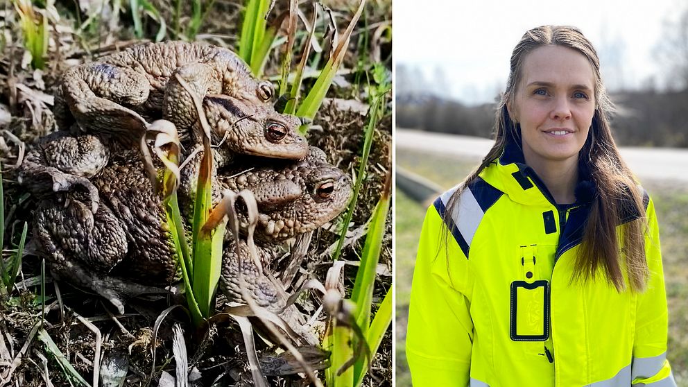 grodor som ligger på varandra och en miljöspecialist på Trafikverket framför en väg.