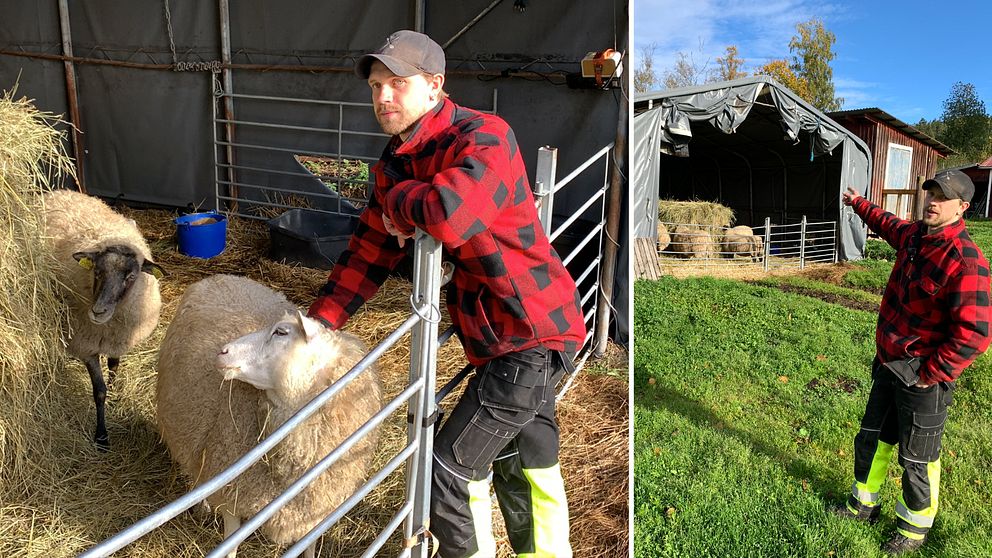 Alexander Söderberg i en röd och svart rutig jacka står vid en hage och klappar ett får. Till höger syns en annan bild där fårbonden pekar mot ett stort grått plasttält.