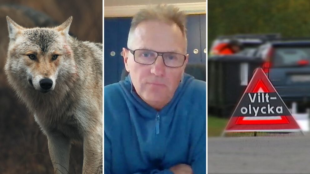 Splitbild på en varg, en man och en varningstriangel vid en väg.