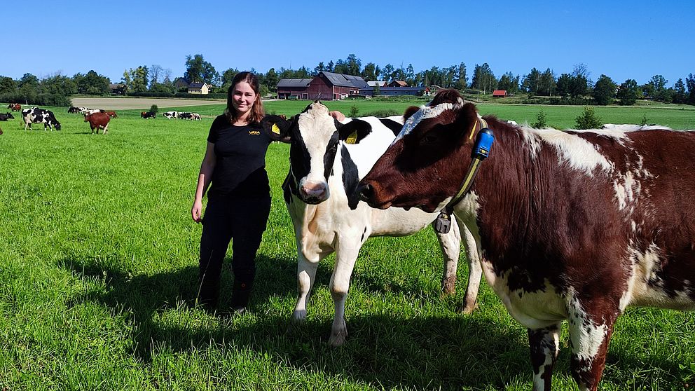 Lantbrukare Fanny Engdahl med sina kor på bete.