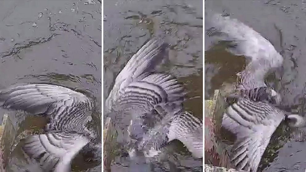 fågel fastnar i virvelström i Vombsjön