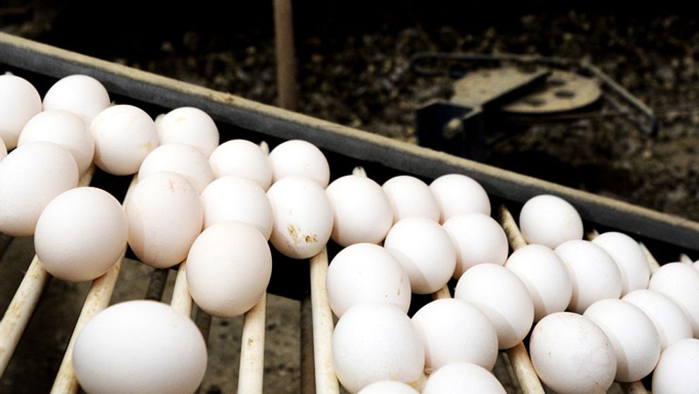 Ägg från värphöns. CA Cedergrens i Mönsterås begär ersättning från Jordbruksverket för salmonellasanering.