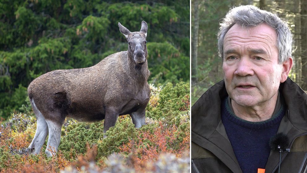 Följ med SVT på älgjakt följer jägare på Höglandet SVT Nyheter