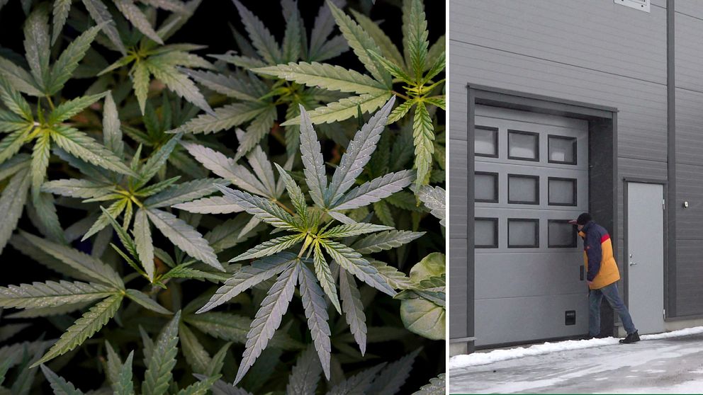 delad bild: cannabisplantor/man i gul jacka som tittar in genom garageport i grå byggnad