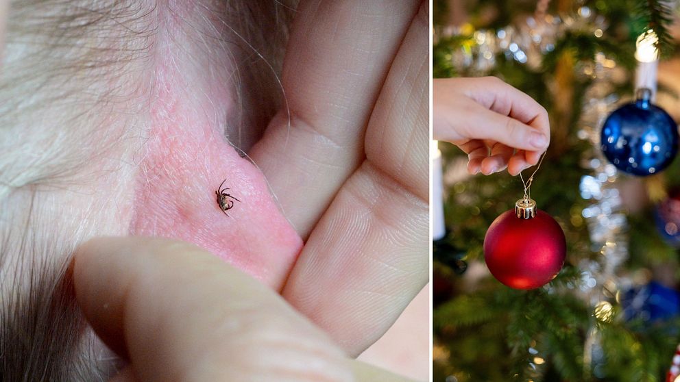 En delad bild som visar två olika scener. Den vänstra sidan visar en hand som håller i en liten fästing som sitter fast på huden. Den högra sidan visar en hand som hänger en julprydnad på en julgran, med en röd och en blå kula synliga på granen.