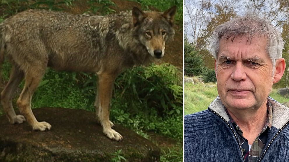 En bild på en varg och en på Länsstyrelsens rovdjurshandläggare Martin Broberg
