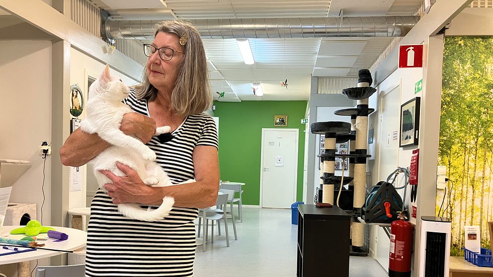 Sibylle Zetterberg håller upp en katt på Uppsala katthem.