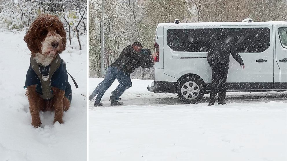 Årets första snö faller i Kiruna. Hunden Elli tittar på några som fått problem med bilen.