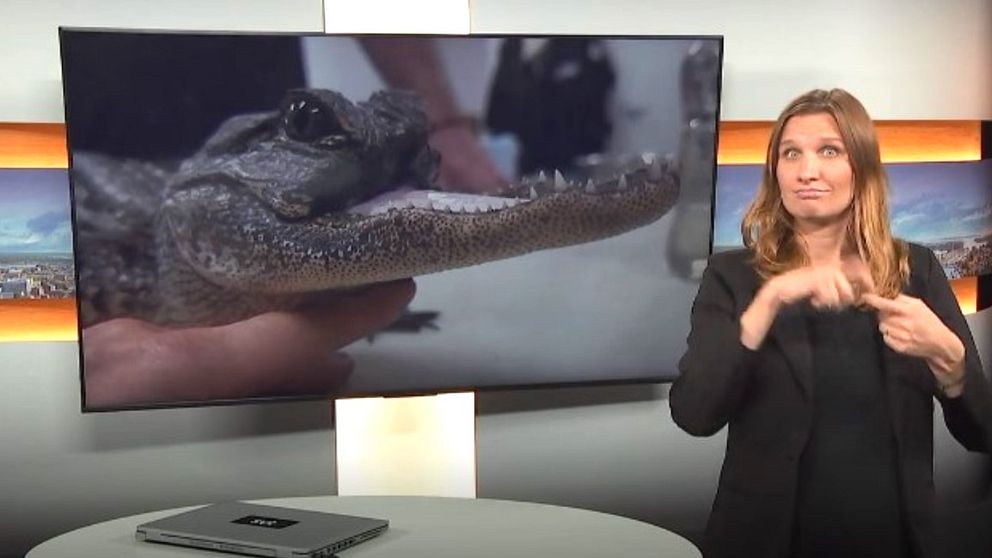 Aligator och en programledare