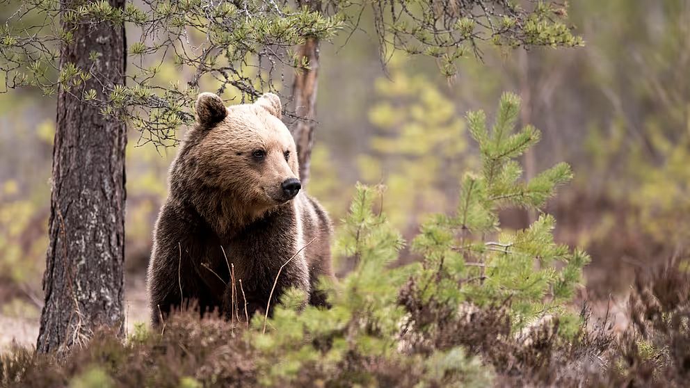 En brunbjörn går omkring i en tallskog.