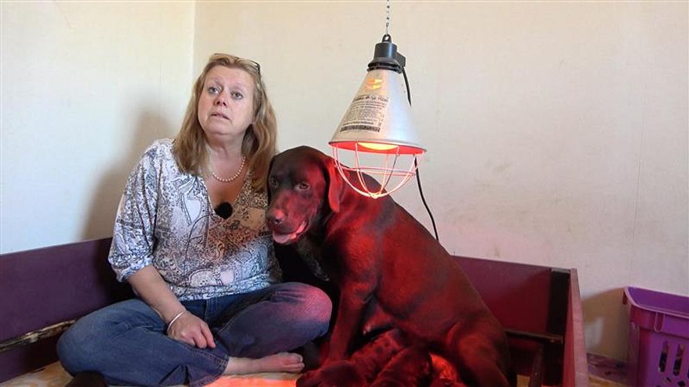Hunduppfödaren, Susanne Ekstedt, med en labrador.