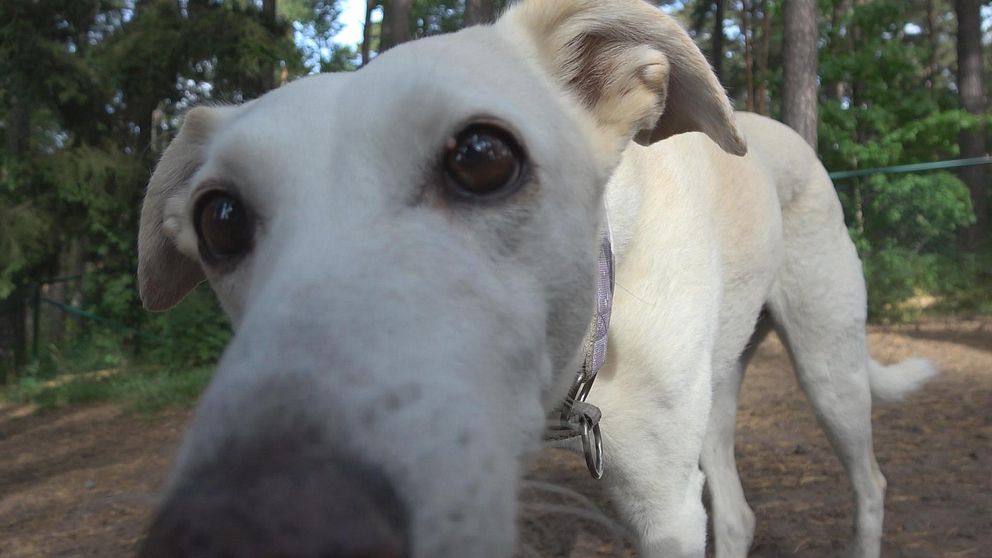 Hör veterinären och djurskyddshandläggaren Kajsa Sefastsson från Jordbruksverket svara på några frågor om hundrastgårdar.