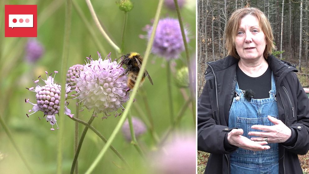 Delad bild. Till vänster: en humla på en lila blomma. Till höger: person står i skogsmiljö.