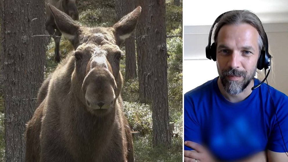 Delad bild. Till vänster en brun älg i en skog. Älgen tittar rakt in i kameran. Till höger man med grått skägg och blå tröja.