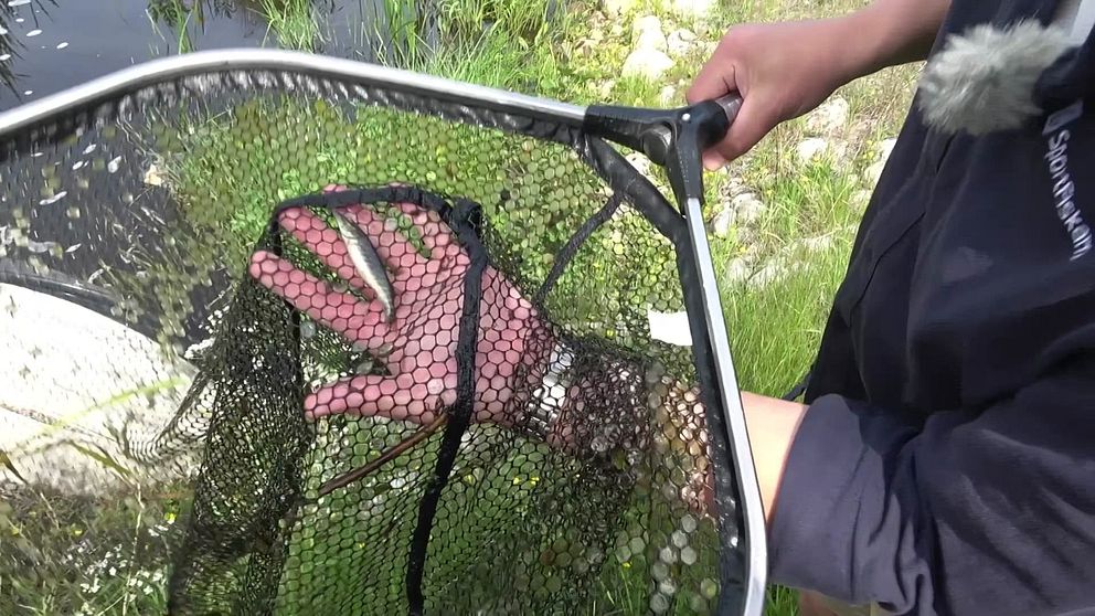 En person håller en fiskenät med en liten fisk i naturmiljö.