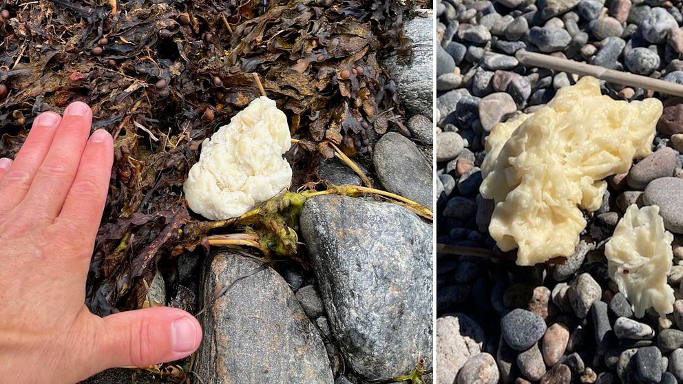 Gula klumpar av paraffin som hittats längs kusterna i Haninge och Nynäshamn.
