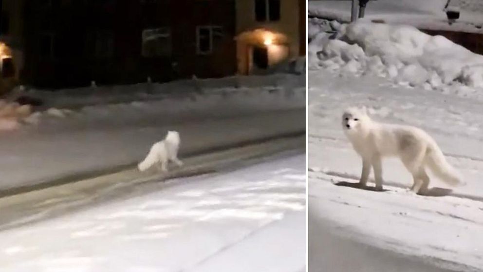 En fjällräv på en gata i centrala Vilhelmina